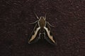 rare insect large moth brazhnik on a dark background