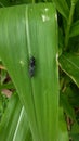 A rare insect on top of a corn leaf