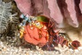 Mantis Shrimp with Egg Brood Royalty Free Stock Photo