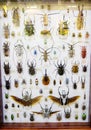Collection of beetles under glass.