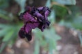 Rare iris,dark purple flower Royalty Free Stock Photo