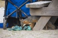 Rare Island Fox in Channel Islands National Park Royalty Free Stock Photo