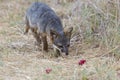 Rare Island Fox in Channel Islands National Park Royalty Free Stock Photo