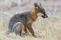 Rare Island Fox in Channel Islands National Park Royalty Free Stock Photo