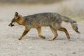 Rare Island Fox in Channel Islands National Park Royalty Free Stock Photo