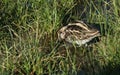 A rare Jack Snipe (Lymnocryptes minimus) feeding in the marshland.