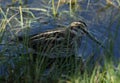 A rare Jack Snipe (Lymnocryptes minimus) hiding in the marshland.