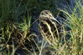 A rare Jack Snipe (Lymnocryptes minimus) hiding in the marshland.