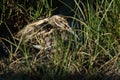 A rare Jack Snipe (Lymnocryptes minimus) resting in the marshland.