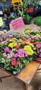 Rare Kalanchoe Succulent Plants at New World Park Burmah Road Georgetown Penang