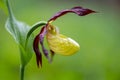 rare lady slippery orchid flower captured in close-up of the flower with drops of water on it after recent rain Royalty Free Stock Photo