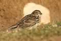 A rare Lapland Bunting, Calcarius lapponicus, feeding on seeds in the grass on a cliff. It is a passage migrant to the UK.