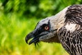 Rare large bird, the Bearded vulture listed in the red book of Russia. An individual from the order Falconiformes
