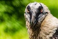Rare large bird, the Bearded vulture listed in the red book of Russia. An individual from the order Falconiformes Royalty Free Stock Photo