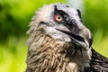 Rare large bird, the Bearded vulture listed in the red book of Russia. An individual from the order Falconiformes Royalty Free Stock Photo