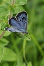 A rare Large Blue Butterfly, Phengaris arion, resting on a plant in a meadow. Its wings are just starting to open up.