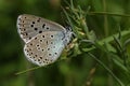 A rare Large Blue Butterfly, Phengaris arion, resting on a plant in a meadow.