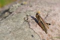 Rare Large marsh grasshopper