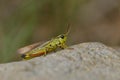 Rare Large marsh grasshopper