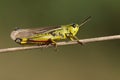 A rare Large Marsh Grasshopper, Stethophyma grossum, resting on a reed in a bog.