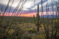 Arizona Saguaro And Ocotillo Cactus Desert Sunset Landscape