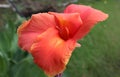 Rare large sized petals of Canna Indica Red flower with blur background. This plant also known as Canna paniculata, belonging to t
