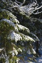 Rare large snowflakes slowly fall in a sunlit forest Royalty Free Stock Photo