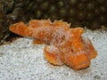 Rare LEMBEH Velvet Fish - Paraploactis kagoshimen