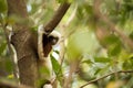 Rare lemur Crowned Sifaka, Propithecus Coquerel, watching from a tree nearby, Ankarafantsika Reserve, Madagascar