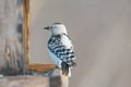 Rare leucistic downy woodpecker - partial loss of pigment in this woodpecker - seen at the visitor center for the Minnesota Valley