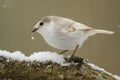 A rare Leucistic Robin Erithacus rubecula perched on a branch covered in snow during a snowstorm. Royalty Free Stock Photo