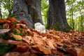 Rare Lion`s mane mushroom in a Dutch forest