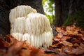 Rare Lion`s mane mushroom in a Dutch forest