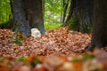 Rare Lion`s mane mushroom in a Dutch forest