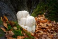 Rare Lion`s mane mushroom in a Dutch forest