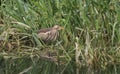 A rare Little Bittern Ixobrychus minutus hunting for food in the reeds in the UK. Royalty Free Stock Photo