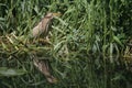 A rare Little Bittern Ixobrychus minutus hunting for food in the reeds in the UK. Royalty Free Stock Photo