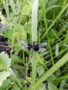 rare little black dragonfly
