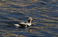 A rare Long-tailed duck, Clangula hyemalis male in breeding plumage, in the sea in Scotland.