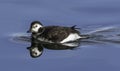 Rare Long-tailed Duck reflection