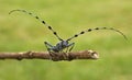 Rare longhorn beetle - protected beetle