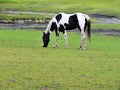 Rare looking black and white paint horse in a field Royalty Free Stock Photo