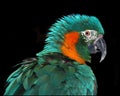 Rare Macaw Royalty Free Stock Photo