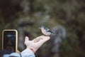 Rare Madeiran chaffinch flies onto a girl`s hand to get some food crumbs, the woman captures this once-in-a-lifetime moment on he