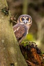 A rare Malayan owl peers out from behind a tree trunk. It stands quietly on a moss-covered trunk in the autumn forest