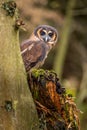 A rare Malayan owl peers out from behind a tree trunk. It stands quietly on a moss-covered trunk in the autumn forest