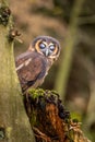 A rare Malayan owl peers out from behind a tree trunk. It stands quietly on a moss-covered trunk in the autumn forest