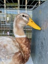 Anas platyrhynchos domesticus, Saxony Duck Royalty Free Stock Photo