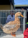 Anas platyrhynchos domesticus, Saxony Duck Royalty Free Stock Photo