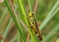 A rare Male Large Marsh Grasshopper, Stethophyma grossum, resting on grass in a marshy area.